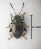 Chaetocnema aridula